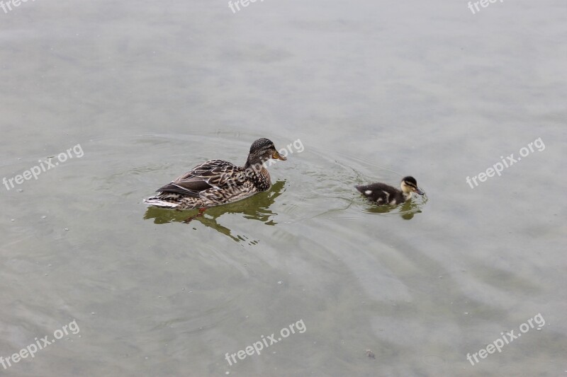 Duck Pen Pond Animal Bird