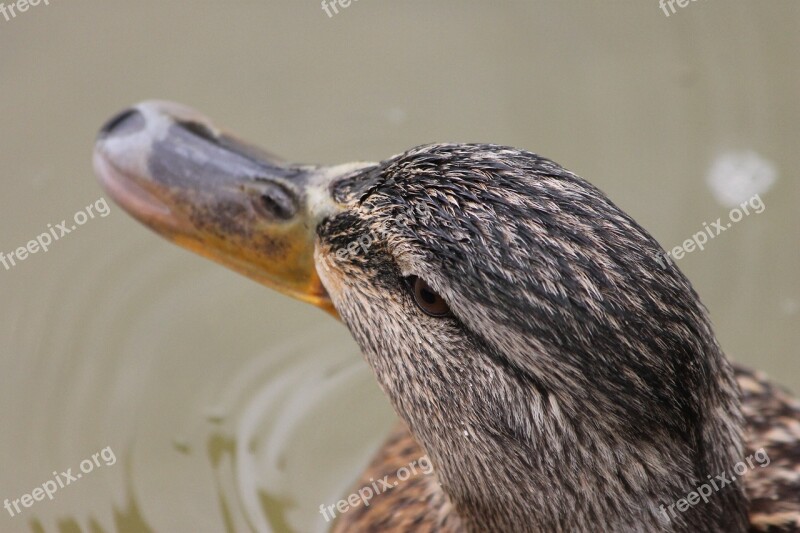 Duck Pen Pond Animal Bird