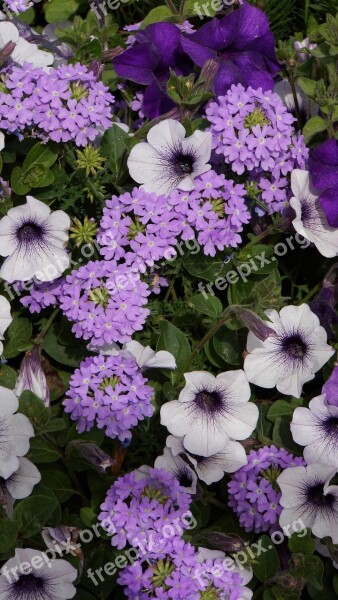 Summer Flowers Lilac Flower Petunia Verbena Flower Arrangement