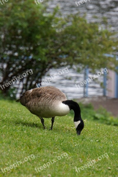 Canada Goose Branta Canadensis Goose Big Bird Eating