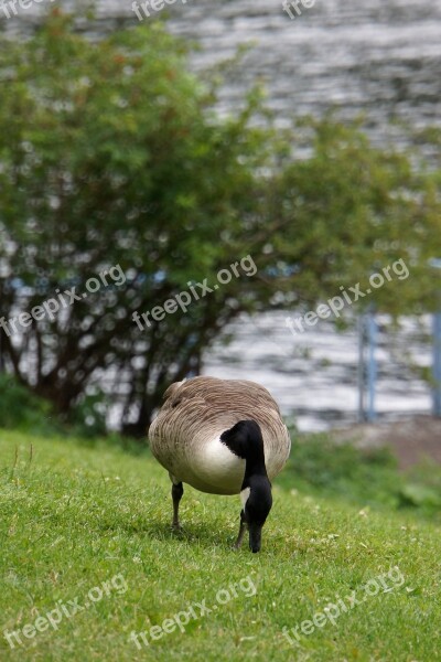 Canada Goose Branta Canadensis Goose Big Bird Eating