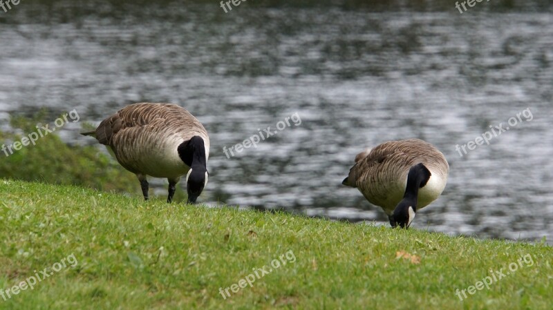 Canada Goose Branta Canadensis Goose Big Bird Eating