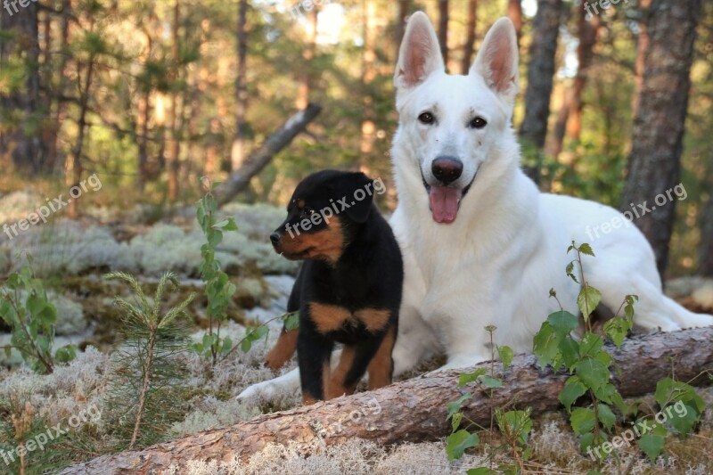 Rottweiler Puppy Dogs Shepherd Dog White