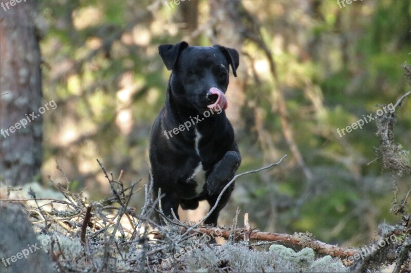 Dog Terrier Patterdale Terrier Animals Pet