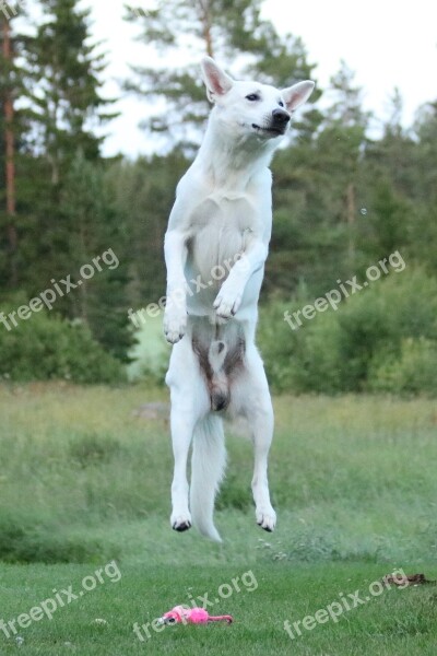 Dog Dog Jumps White Shepherd Dog White Shepherd Dog