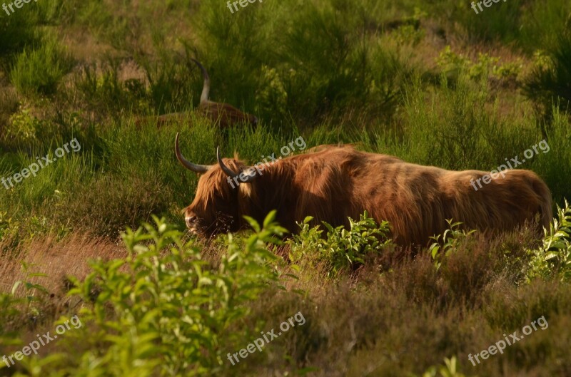 Cow Beef Scottish Highlander Heide