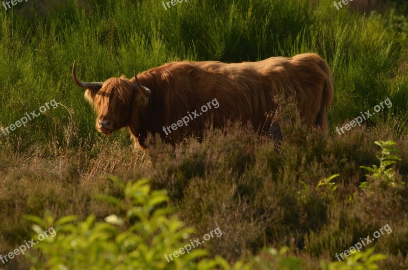 Cow Beef Scottish Highlander Heide