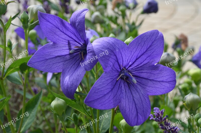 Balloon Flower Chinese Bellflower Bell Flower Greenhouse Plant Garden