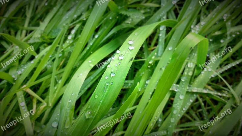 Grass Drops Plants Drops Of Water Nature