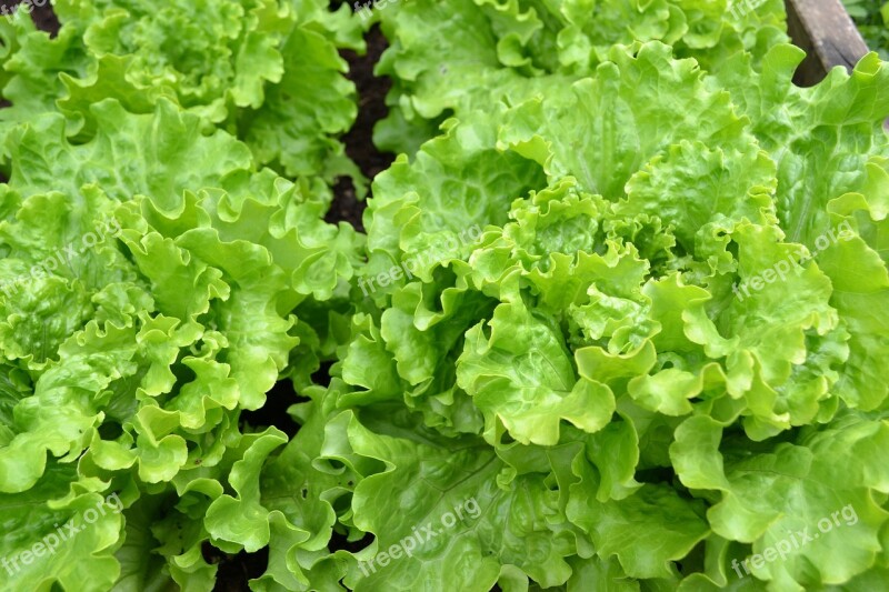 Green Lettuce Batavia Green Salad Vegetable Garden