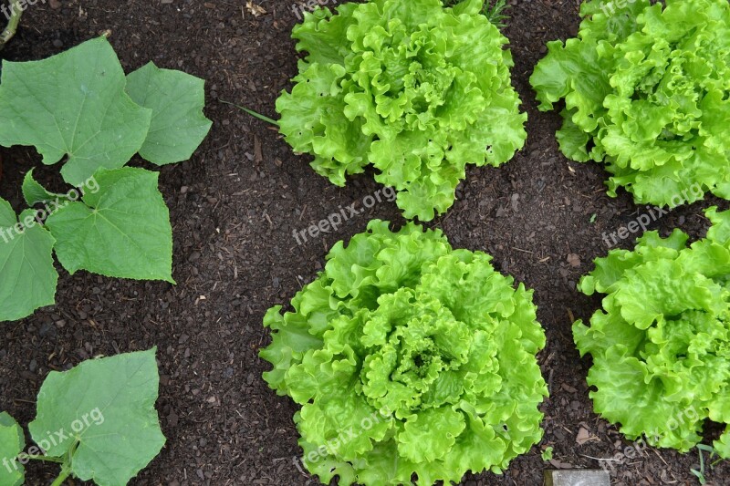 Vegetable Garden Cucumber Cucumber Plant Batavia Lettuce