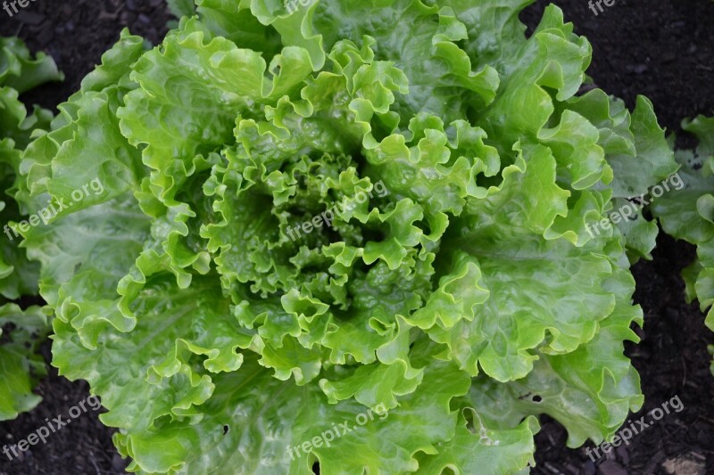 Lettuce Batavia Green Salad Vegetable Garden Harvest