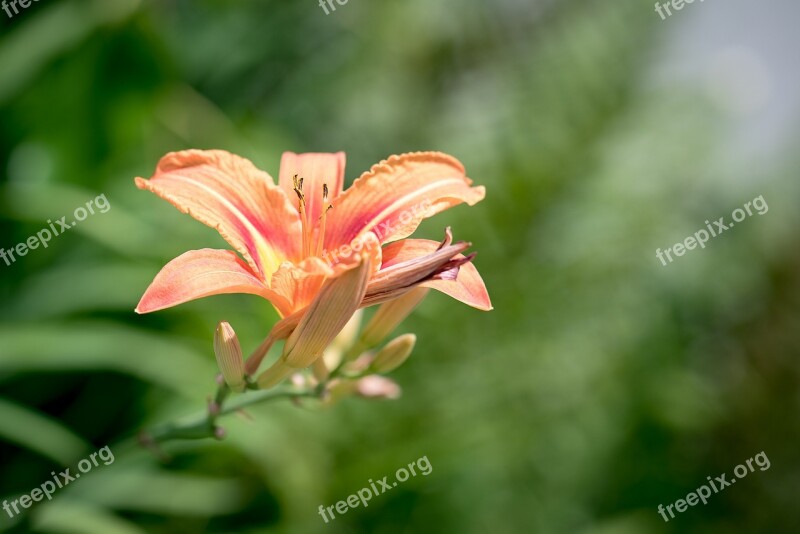 Daylily Unranked Grass Tree Family Flower Orange