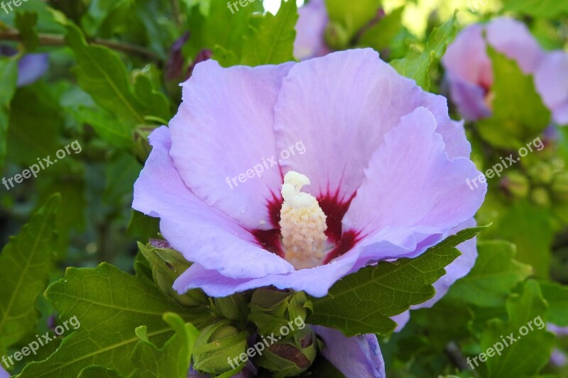 Hibiscus Hibiscus Flower Blue Ornamental Plant Garden