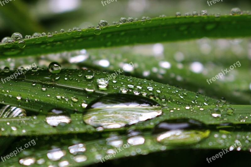 Raindrops Transparency Green Nature Macro