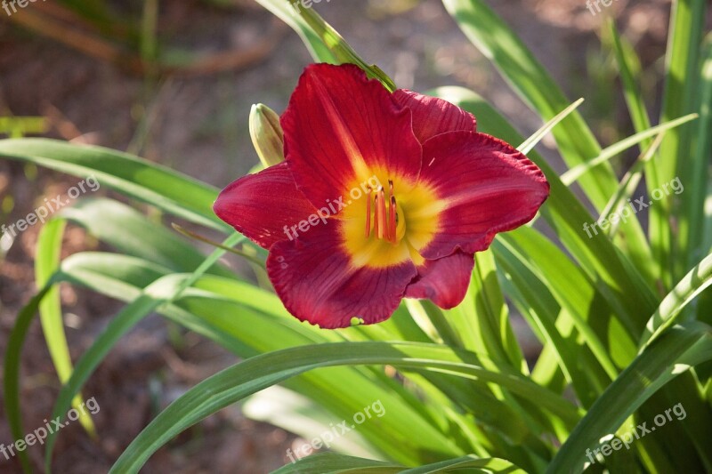 Flower Outdoors Plant Green Garden