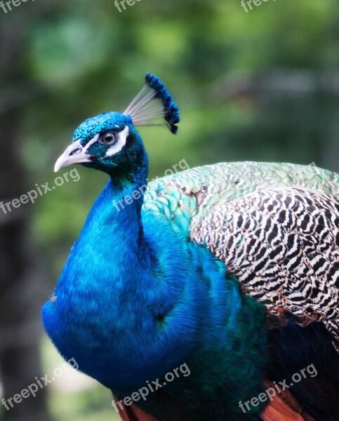 Peacock Bird Blue Colorful Male