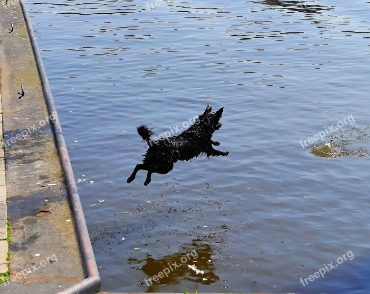 Water Port Dog Jump Get Ball