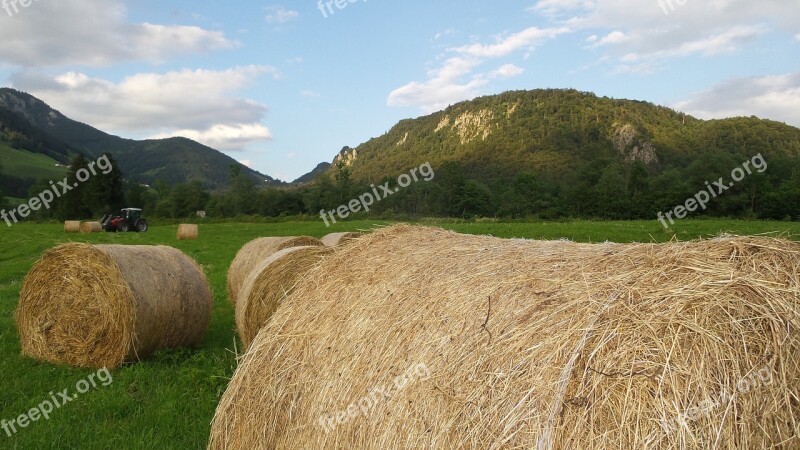 Hay Harvest Agriculture Hay Bales Rural