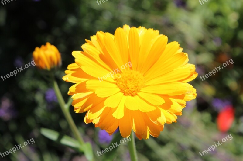 Calendula Herb Yellow Flower Bloom