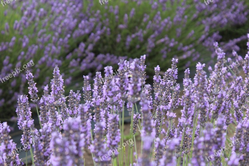 Lavender Herb Flower Bloom Field