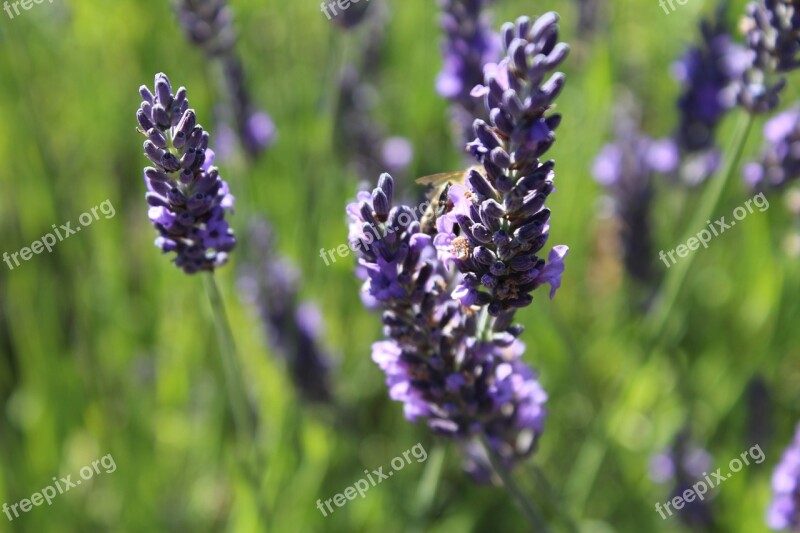 Lavender Herb Flower Bloom Field