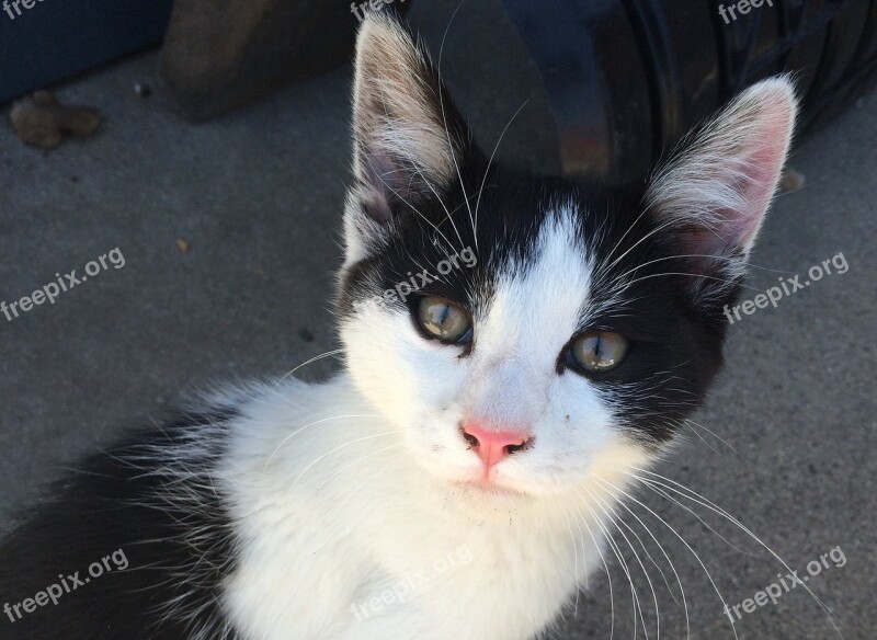 Cat Black And White Small Cute Mammal