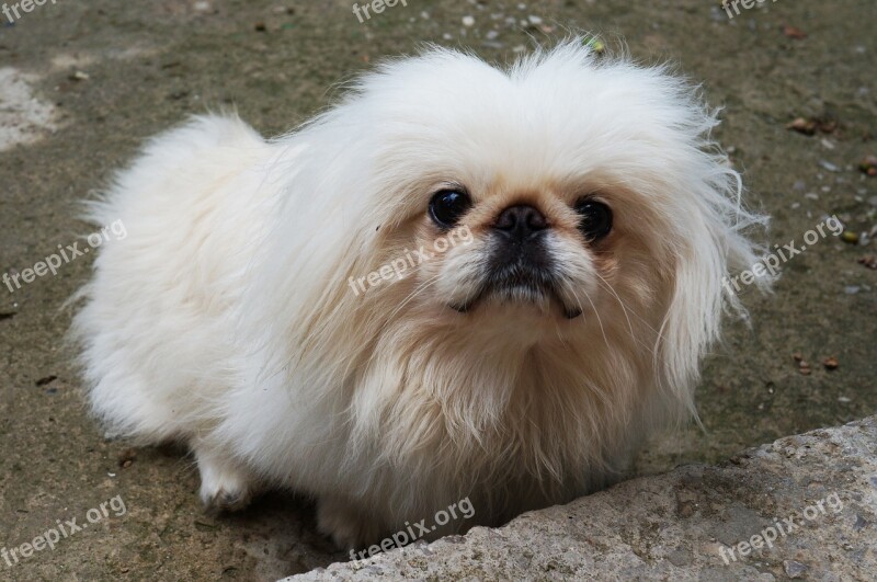 Pekingese Dog White Right Furry