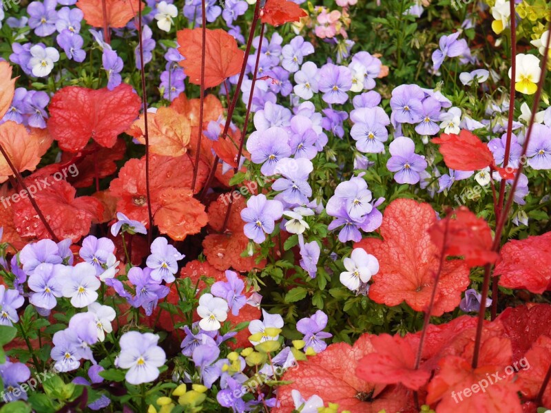 Pansy Coral Bells Decorative Leaves Red Colorful