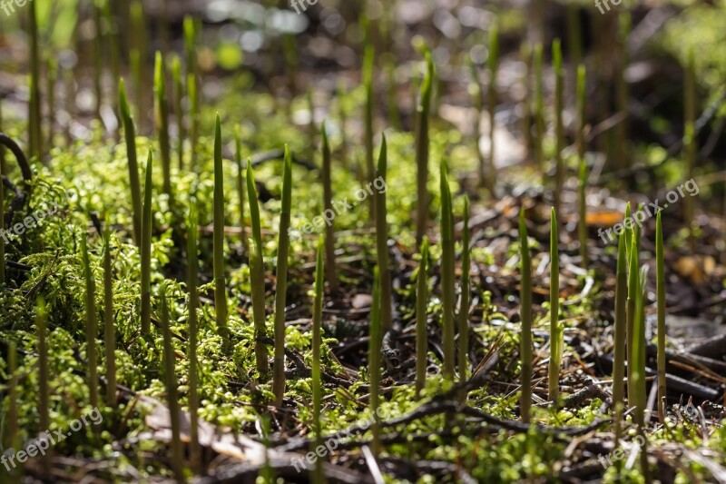 Lily Of The Valley Spring Nature Finnish Sign Of Spring