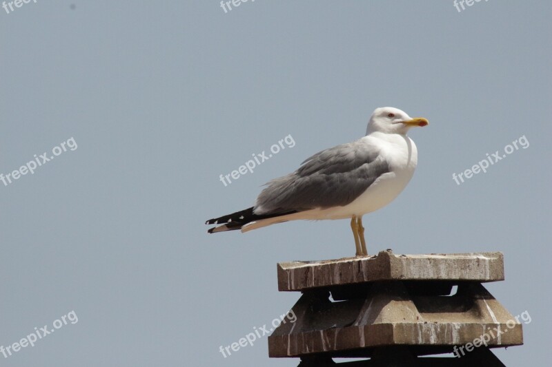 Seagull Sardinia Meditation Free Photos