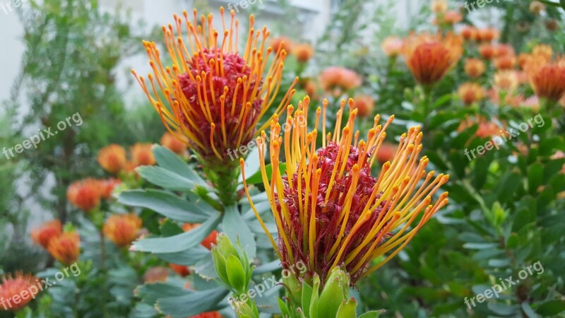 Protea Sugar Bushes Sugar Bush Exotic Free Photos