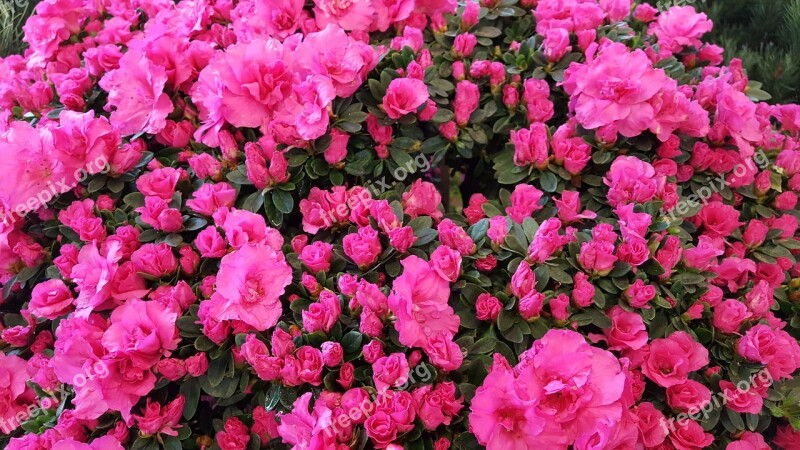 Azalea Pink Rhododendron Pink Flowers Free Photos