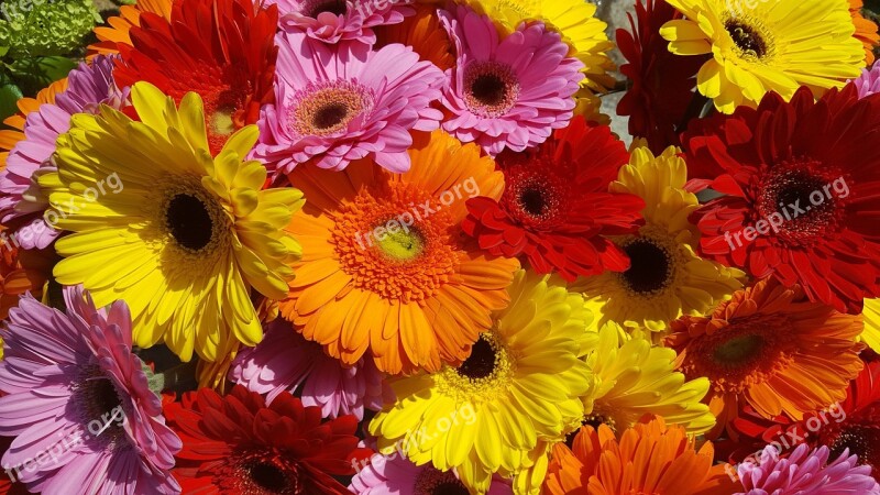 Gerbera Flower Colorful Blossom Bloom