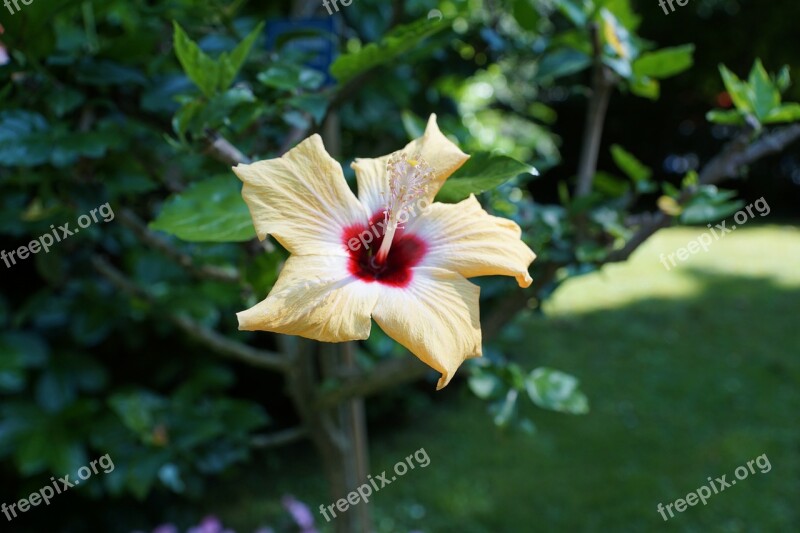 Mallow Flower Yellow Plant Hibiscus