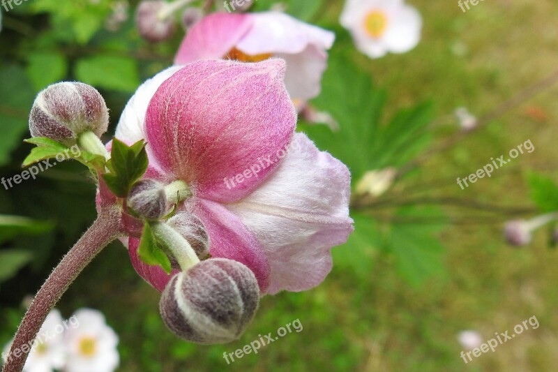 Fall Anemone Flower Buds Bud Flower Plant