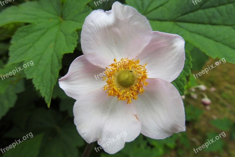 Fall Anemone Blossom Bloom Pink Pink Flower