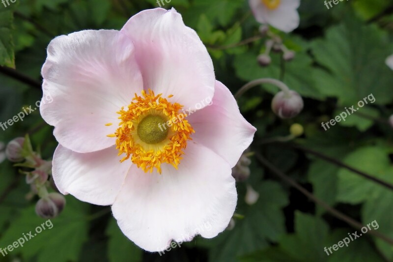 Fall Anemone Blossom Bloom Pink Pink Flower