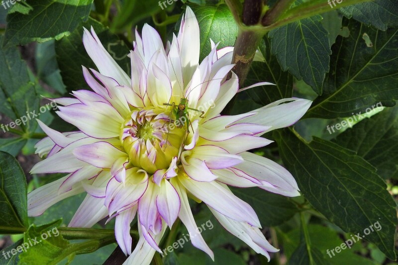 Dahlia Dahlia Flower Viridissima Insect Grasshoppers