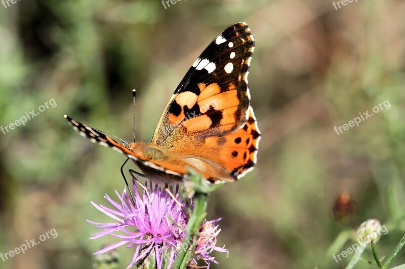 Vanessa Cardui Butterfly Insect Free Photos