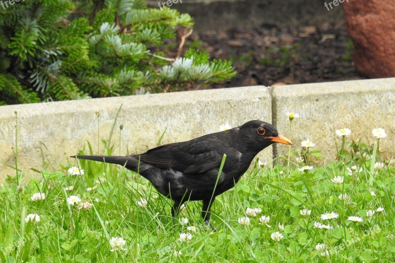 Blackbird Blackbird Male Bird Black Free Photos