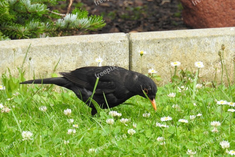 Blackbird Blackbird Male Bird Black Free Photos