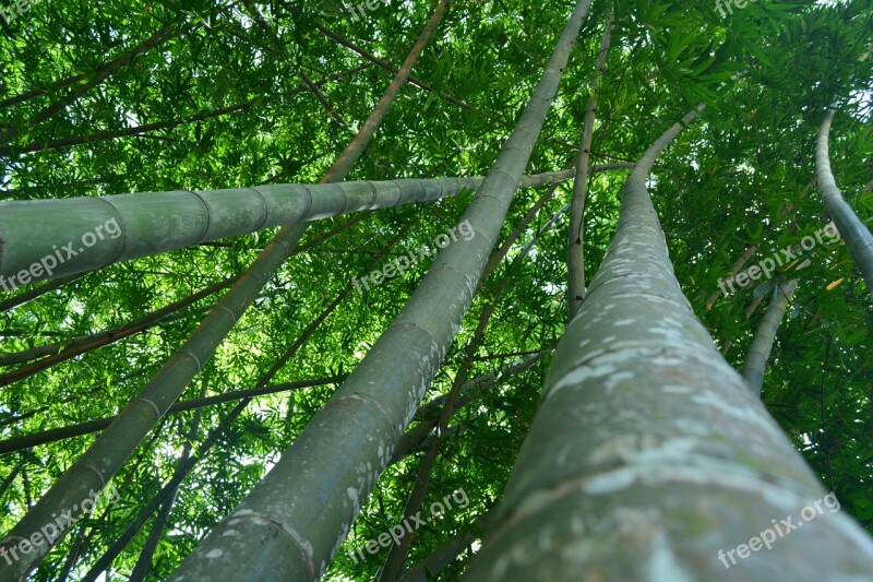 Peradeniya Botanical Garden Free Photos