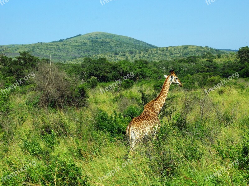 South Africa Park Kruger Giraffe Savannah