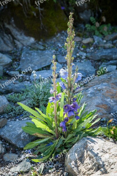 Alpine Flowers Alpine Flower Summer Nature