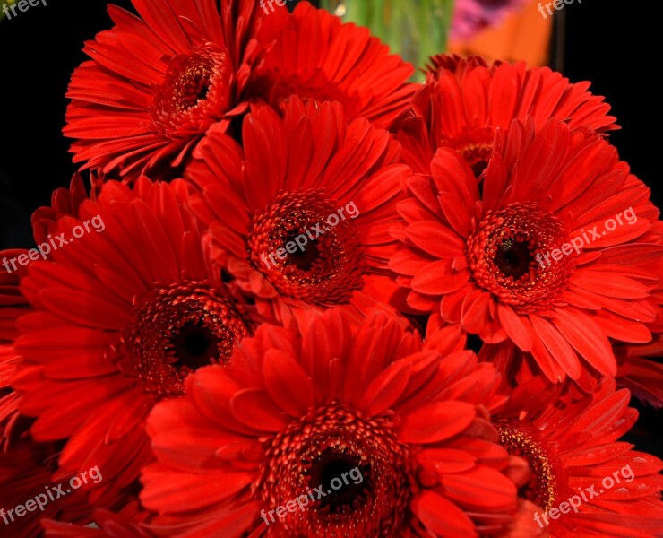 Gerberas Red Red Flower Nature Spring