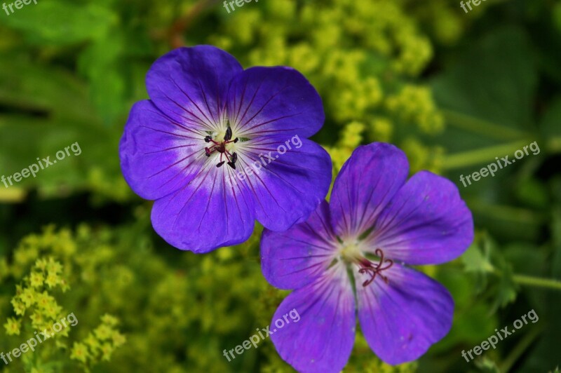 Cranesbill Plant Purple Flower Blossom Bloom