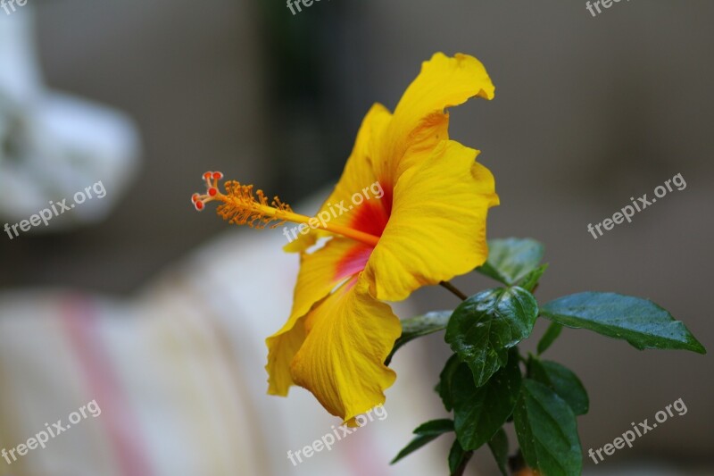 Hibiscus Yellow Exotic Flower Nature Yellow Flowers