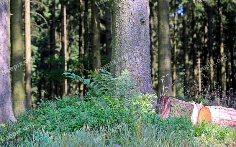 Forest Strains Sawn Logs Fir Logs Fern