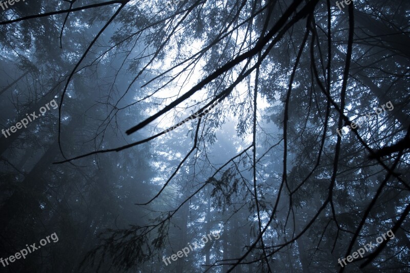 Forrest Cold Trees Fog Branches